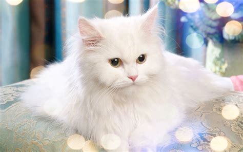 White Persian Cat Wallpapers - Top Free White Persian Cat Backgrounds ...