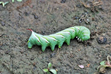 Tomato Hornworm Close-up Free Stock Photo - Public Domain Pictures