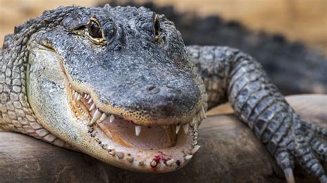 Florida Man Survives Alligator Attack by Shoving His Fingers In Its ...