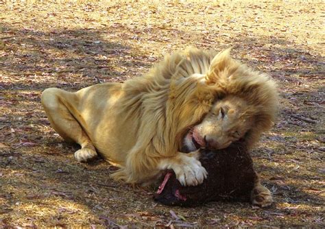 Lion feeding Photograph by Marianne Fox - Pixels