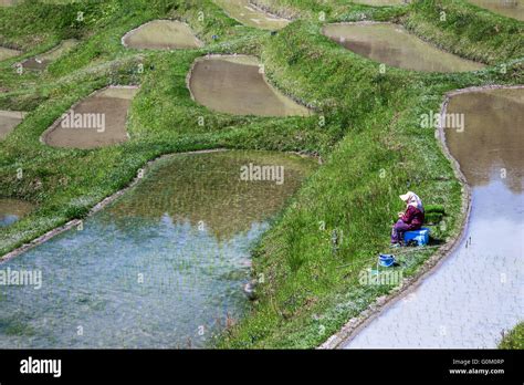 The rice paddies of the Oyama Senmaida rice terraces undulating up the ...