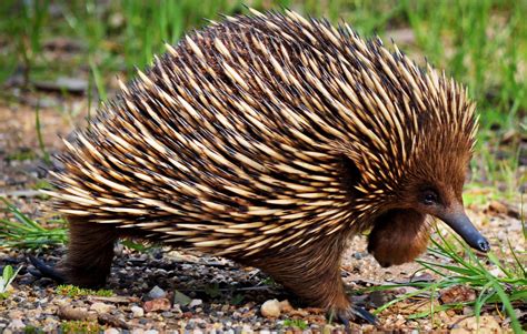 echidna - Bird Watching HQ