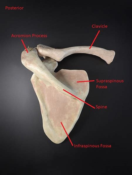 Scapula Anatomy Radiology