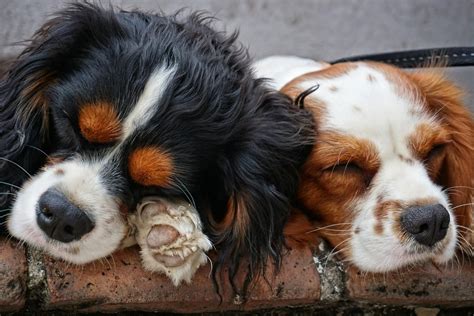 Top 118 Cavalier King Charles Spaniel Names of 2020 | The Dog People by ...