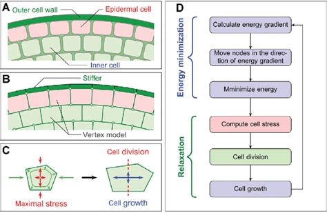 Schematic diagram of model (A) Plant tissue structure. From the outside ...