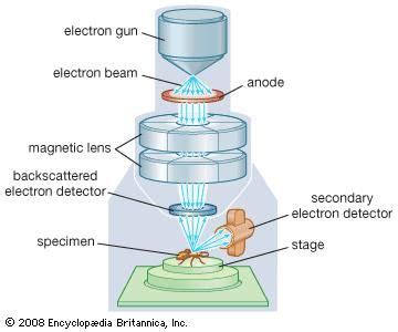 Scanning electron microscope | instrument | Britannica.com