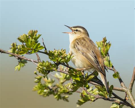 CAMBRIDGESHIRE BIRD CLUB GALLERY: Sedge Warbler