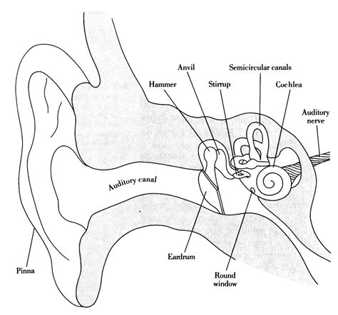 Ear Diagram With Labels And Functions Label Diagram Of Human