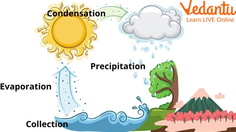 Interesting Facts about Water Cycle: Learn Definition, Facts & Examples