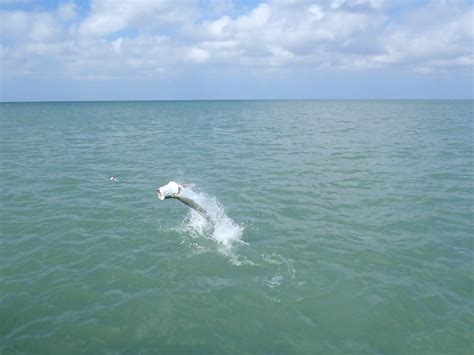 Tarpon Fishing - Naples, FL Fishing Guide - Captain Tony Fontana