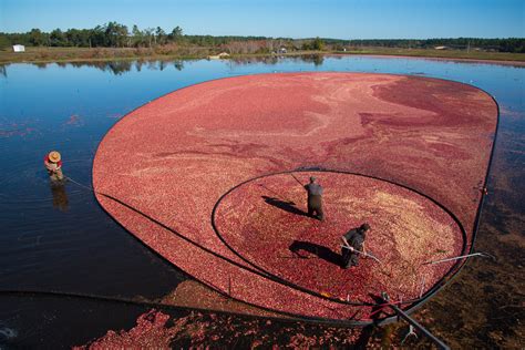 Tales From the Bog: Inside a New England Cranberry Harvest | Oyster.com