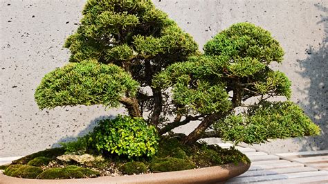 Bonsai tree stolen in Japan: Owners hope 400-year-old tree is watered