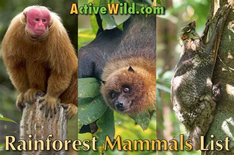 Tropical Rainforest Mammals List With Pictures & Facts For Kids