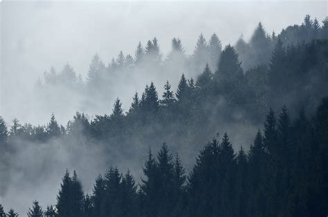 Fog Forest Mountain Photography Wallpapers - Wallpaper Cave