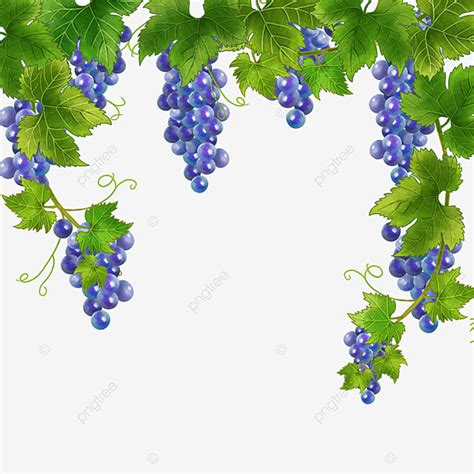 Watercolor Vine Hd Transparent, Watercolor Vine Border Fruit, Grape ...