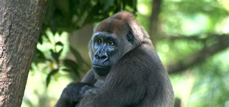 The Cross River Gorilla | Critter Science