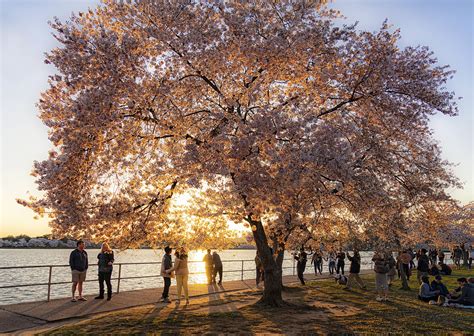 Cherry Blossoms on the Mall — Trust for the National Mall