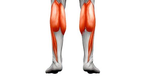 Calf Strain - Treatment & Rehabilitation & Exercises