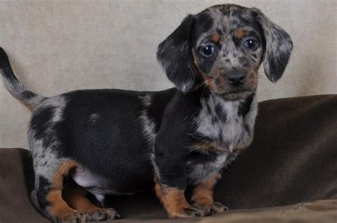 Dachshund puppy (merle) Dachshund, Dog Breeds, Puppies, Dogs, Animals ...