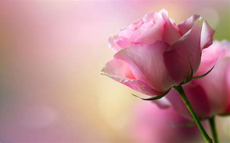 Free Desktop Wallpaper Pink Roses - WallpaperSafari