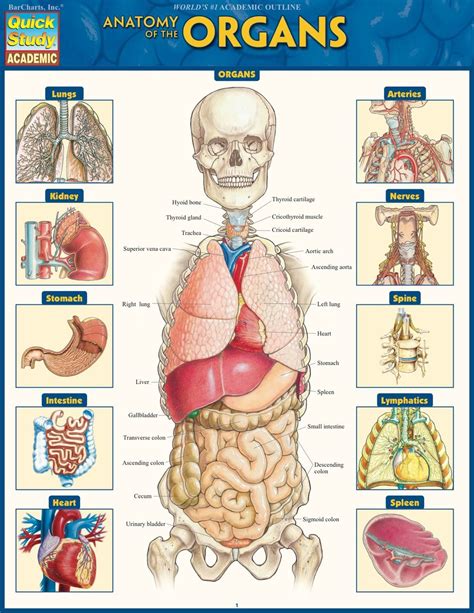 Anatomy of the Organs (eBook) | Anatomy organs, Anatomy, Human body organs