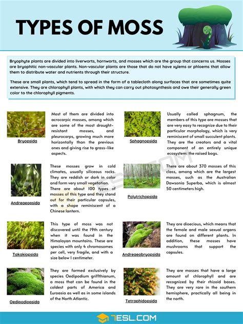 8 Types of Moss with Pictures • 7ESL