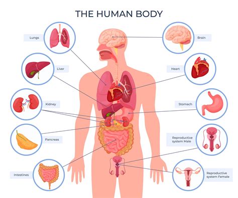 Human Organs Diagram Male - Organs Anatomy | Bodendwasuct