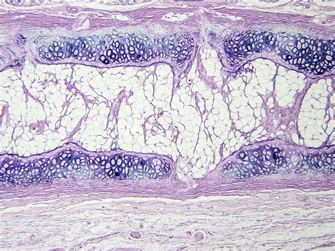 histology human tissue with microscope from laboratory 27222643 Stock ...