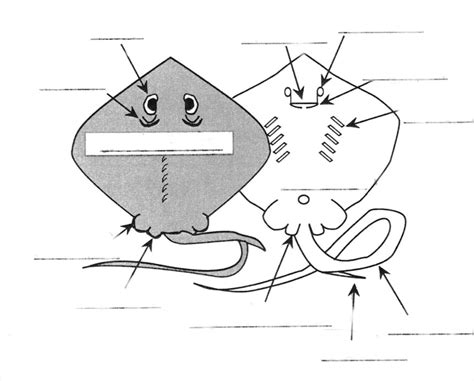 Diagram of Stingray Anatomy | Quizlet