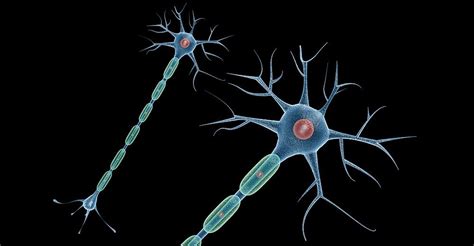 Neuron Cell 3d model