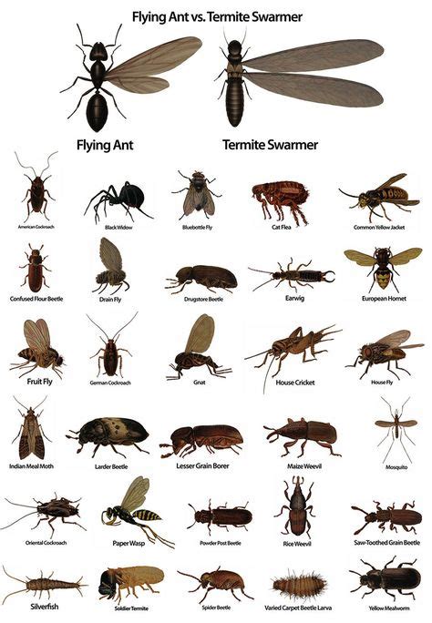 Types Of Bugs In Ohio