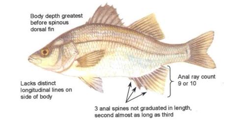 Get to know the white perch | Fishing Wisconsin | Wisconsin DNR