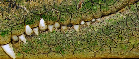 crocodile teeth | Crocodile, Reptiles and amphibians, Crocodiles