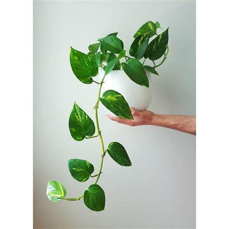 Golden Pothos in White | Indoor vines, Bathroom plants, Best indoor plants