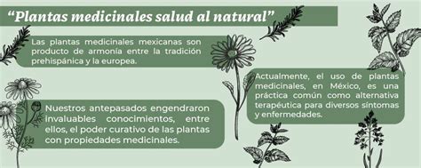 Que Son Las Plantas Medicinales Y Sus Beneficios Estos Beneficios | The ...