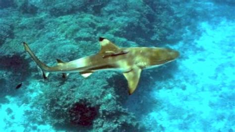 Black Tip Reef Shark Snorkeling British & US Virgin Islands - YouTube