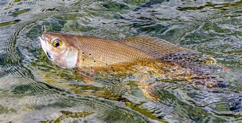 Arctic Grayling Fly Fishing - Rainbow King Lodge Alaska