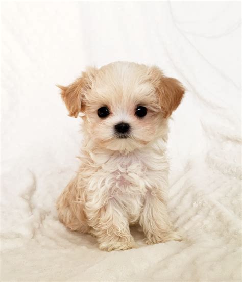 Tiny Teacup Maltipoo Malti-poo Puppy for sale california | iHeartTeacups