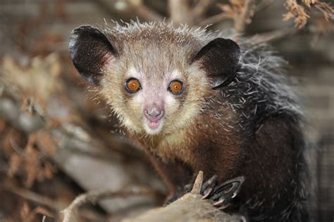 Aye-aye - Duke Lemur Center