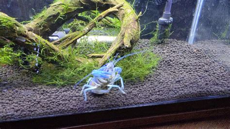 30s of my Electric Blue Crayfish "patiently" waiting for the food to ...