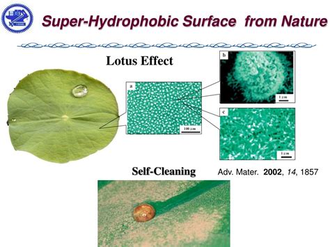 PPT - Requirements of Super-Hydrophobic Surface PowerPoint Presentation ...