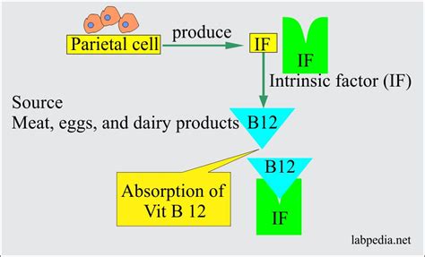 Anemia:- Part 3 - Megaloblastic Anemias, Macrocytic, Vitamin B12 and ...