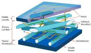 Middle Lamella Function: What, Structure FAQs - LAMBDAGEEKS