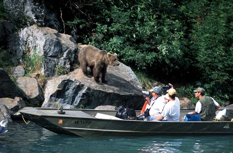 Alaska Bear Viewing Tours, Bear Watching in Katmai National Park