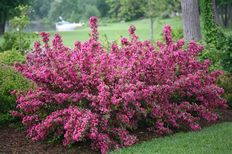 25 Best Flowering Shrubs for Full Sun | HGTV