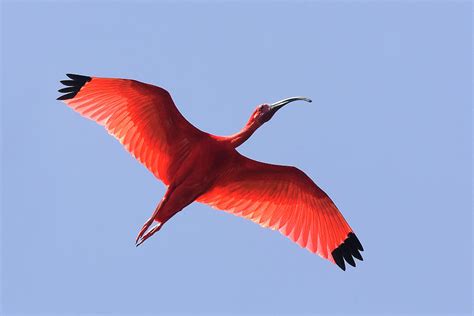 Scarlet Ibis (eudocimus Ruber), In Flight, Coro, Venezuela Photograph ...