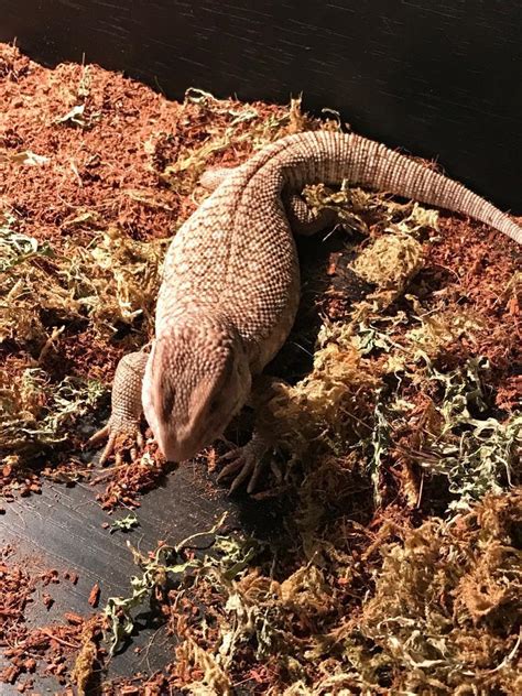 Savannah Monitor Lizard | in Audenshaw, Manchester | Gumtree