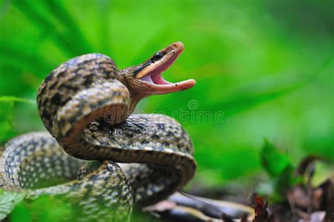 Snakes attack the prey stock photo. Image of npoisonous - 109656878