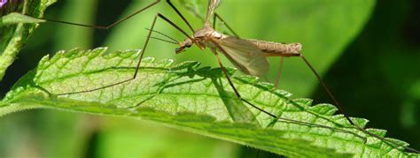 Crane Fly Facts | How to Get Rid of Crane Flies | Control & Habitat