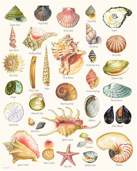 Seashell Print Shell Varieties Print Shell Chart summer - Etsy